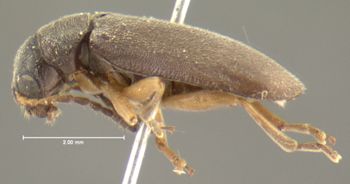Media type: image;   Entomology 7417 Aspect: habitus lateral view